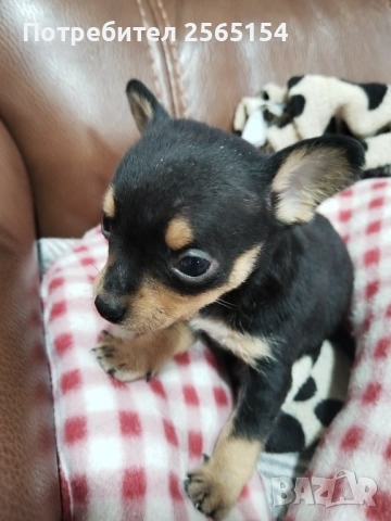 мъжки пинчер