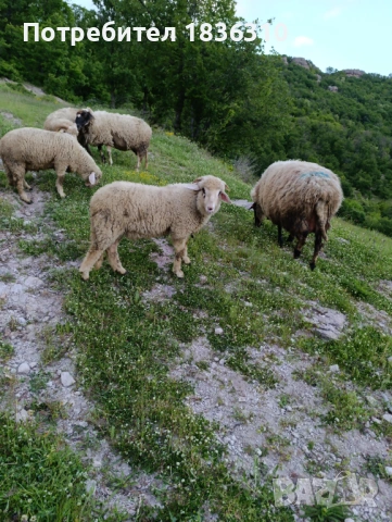 Агне 37кг мъжко коч, снимка 4 - Овце - 54585054