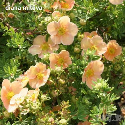Потентила, Potentilla fruticosa 'Daydawn', студоустойчива и многогодишна, снимка 4 - Градински цветя и растения - 54795646