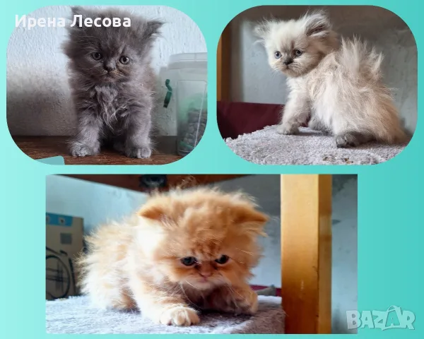 Персийски котенца