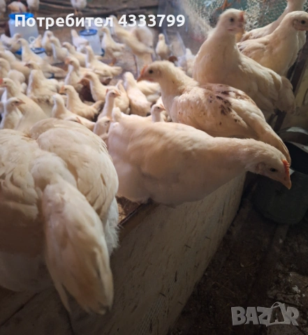 Продавам петли на 3 месеца, снимка 2 - Кокошки и пуйки - 54629032