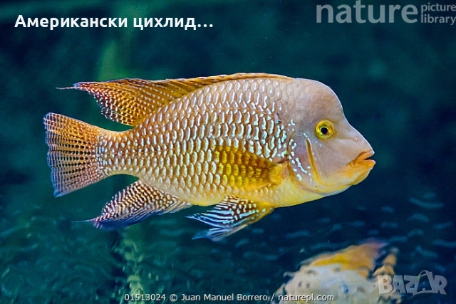 Geophagus Brasiliensis