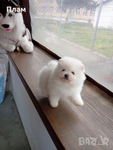 Мъжки и женски Померани. Реални снимки!, снимка 4 - Померан - 54044686