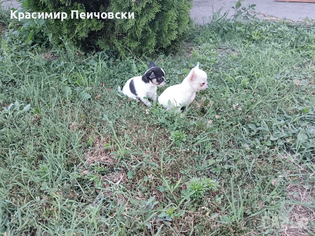 продавам чихуахуа. , снимка 5 - Чихуахуа - 55244163