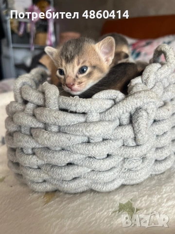 Абисинско котенце – момче, цвят Fawn (Фавн), снимка 6 - Други - 54957358