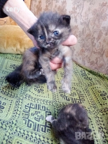 Продавам полуперсичета родени на 1. 04, снимка 2 - Персийска - 54232587