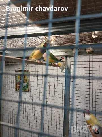 продавам няколко вида амадини, снимка 3 - Амадини - 55493278