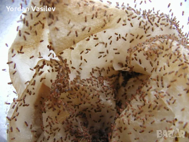 Нелетящи дрозофили/ плодови мушици (Drosophila hydei), снимка 2 - Други животни - 55449554