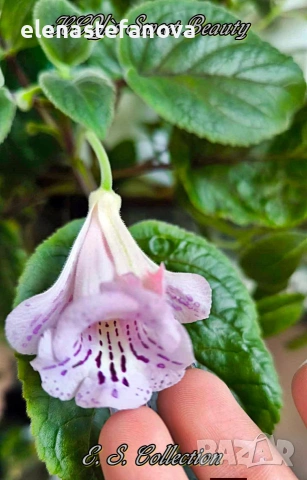 Комплект от три сортови синингии