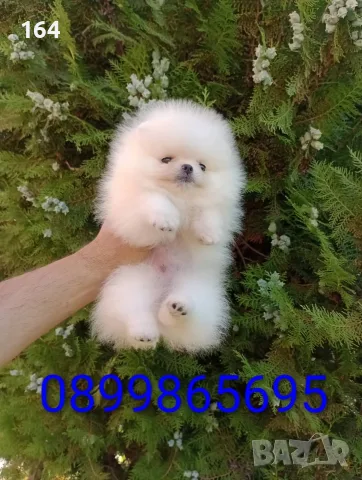 Бели момче и момиче.Померани. Реални снимки !!! , снимка 4 - Померан - 55618394