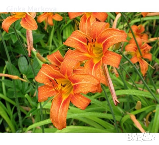 Хемерокалис- 2 евро