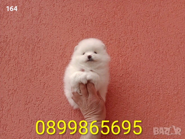 Померани. Реални снимки от 29.03.26 г., снимка 5 - Померан - 54010634