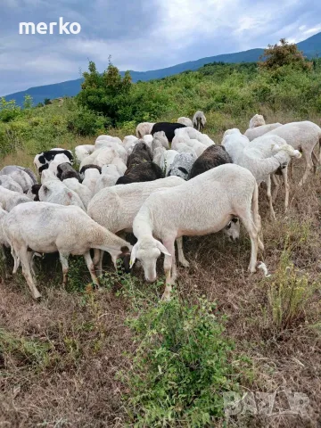 Продавам овце и кози