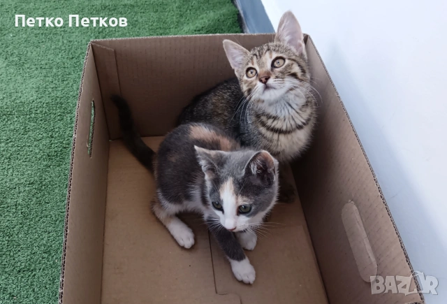 Подарявам две малки котенца - Мелиса и Щефи, снимка 2 - Други - 55098596