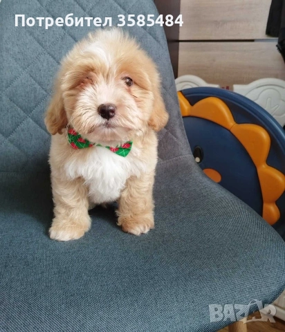 Shih poo /Mini poodle , снимка 2 - Пудели - 54254343