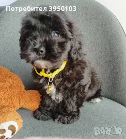 Shih poo/Mini poodle 