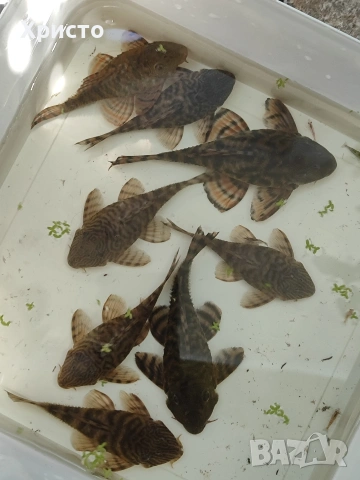 L 397 Pleco Alenquer Tiger ( Panaqolus sp.) , снимка 3 - Рибки - 54942097