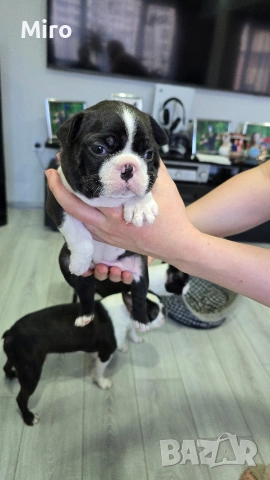 Бостън Териер , снимка 4 - Други - 54265835