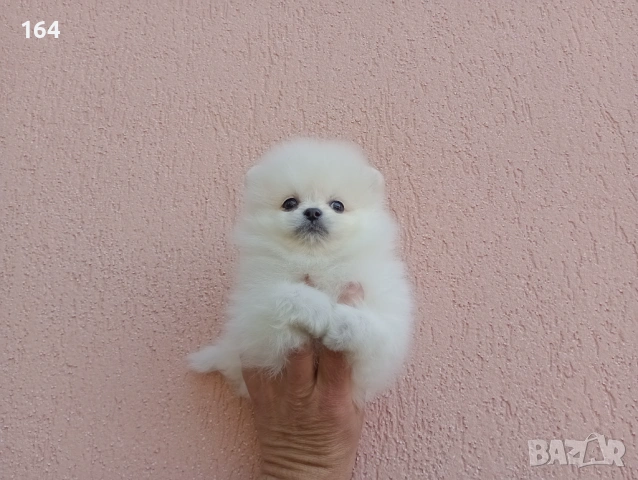 Бели Померани. Реални снимки !, снимка 6 - Померан - 54245867