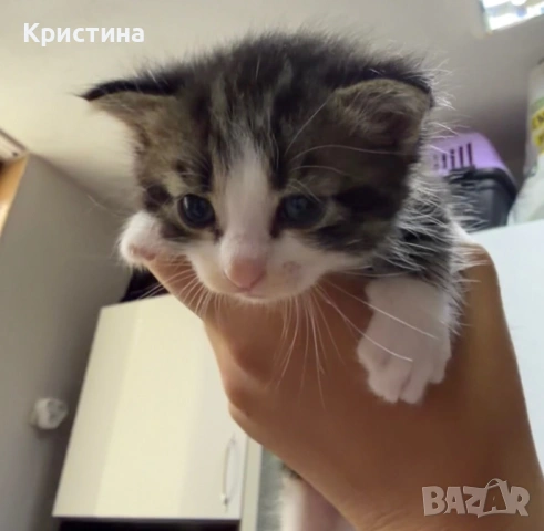 Котенца си търсят дом!, снимка 2 - Други - 54367329