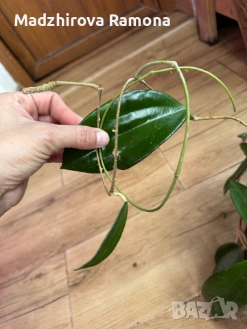 Hoya Хоя Hanhiae Yellow, снимка 2 - Стайни растения - 54569638