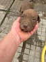 Питбулчета €150 0895778837, снимка 4