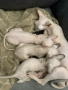 котета канадски Сфинкс , снимка 1