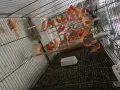 Червении и къдрави канарчета, снимка 2