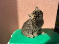 Британска късокосместа и шотландска клепоуха котка, снимка 4