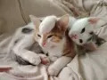 Две прекрасни котенца, снимка 1