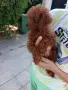 Пудел той/poodle toy, снимка 4