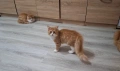 Персийски котета, снимка 9