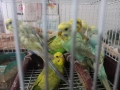 Продавам вълнисти папагали, снимка 3