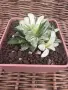 Рядка Вариегатна Хавортия (Haworthia retusa f. variegata) – Колекционерска, снимка 4