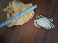 морски раковини, снимка 4