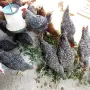 Домашни петли на 4 месеца, снимка 3