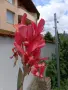Канна в саксия различни цветове, снимка 5