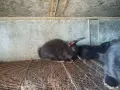Зайци домашни различни видове, снимка 9