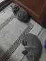 Британски късокосмести , снимка 3