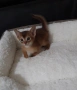 КРАСИВИ АБИСИНСКИ КОТЕНЦА, снимка 2