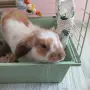 Декоративен заек , снимка 2