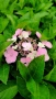 Хортензия Месалина, Hydrangea Messаlina  за сянка !, снимка 6