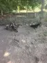 Белгийска овчарка , снимка 3