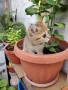 мъжко котенце на 2месеца , снимка 2