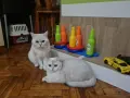 Британско късокосместо момче, снимка 5