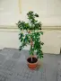 Фокус Бенджамин 95 см., снимка 1