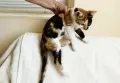 Подарявам малко котенце, снимка 4