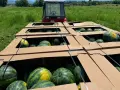 Продаваме диня на едро - сорт: РОМАНЗА ; тел. 0878744855, снимка 4