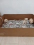Mini Pomerani, снимка 10