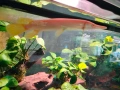 Albino Alligator Gar fish., снимка 5